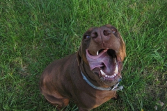 dobe0
