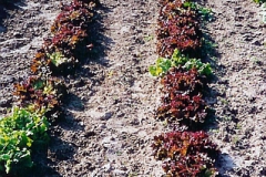 lettuce0