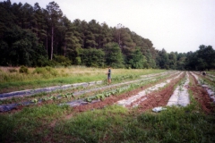melonfields00